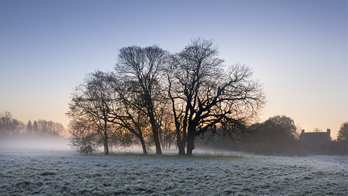 A group of five trees are silhouetted against the early morning mist rising at Morden Hall Park, with cold blue tones and a slight golden glow suggesting that the sun is about to rise